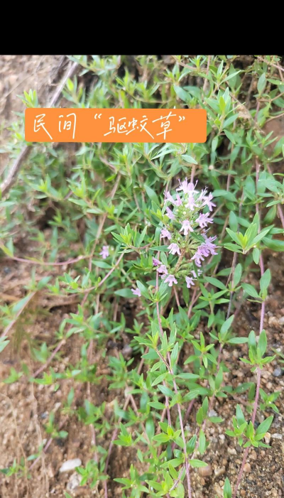 百里香怎么繁殖