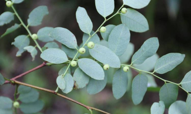 青灰叶下珠种子怎么种