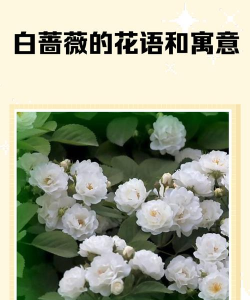 白色蔷薇花_白蔷薇怎么养开花多 白色蔷薇花_白蔷薇怎么养开花多