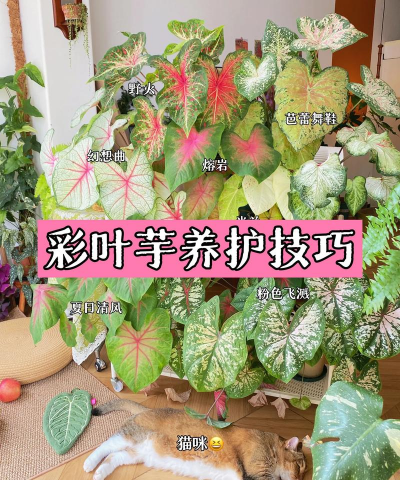 五彩芋怎么配土壤