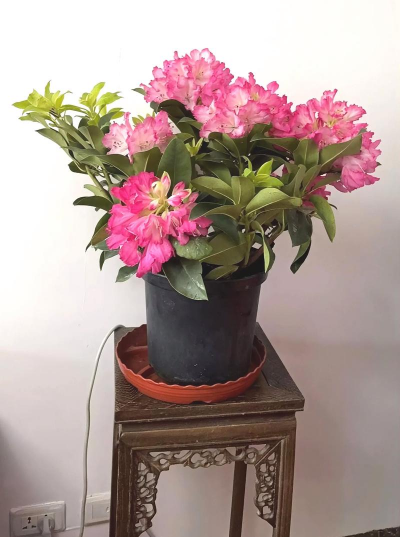 高海拔最好养花