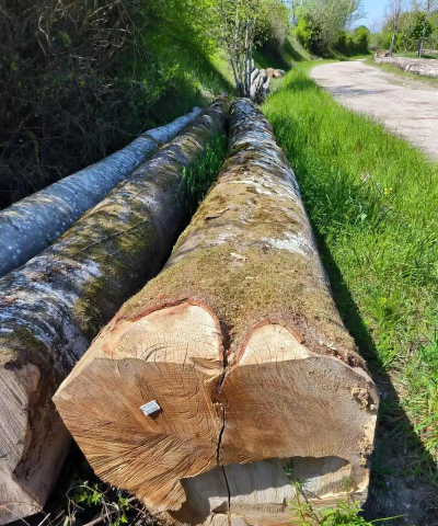 榉树木头怎么锯成板子