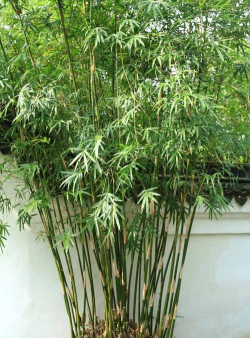 孝顺竹什么花盆