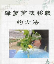 家庭养花用生根粉