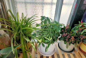 家庭养花用生根粉