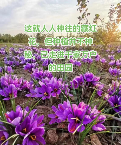 藏红花番红花怎么种