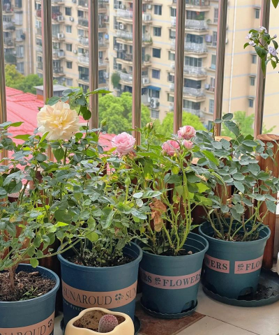 家庭养花用生根粉