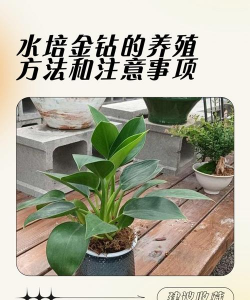金钻的养殖方法和注意事项 金钻的养殖方法和注意事项