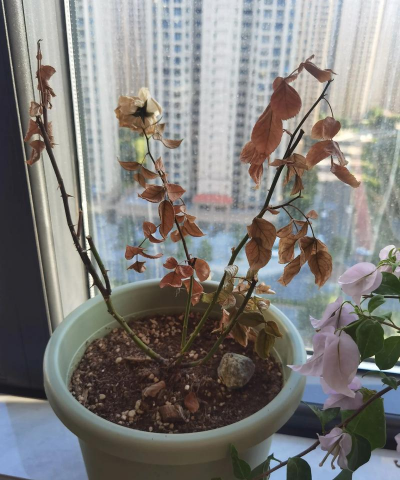 家庭养花用生根粉