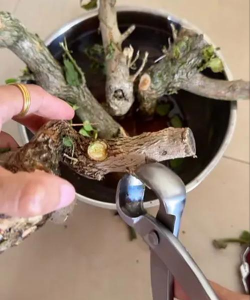 家庭养花用生根粉