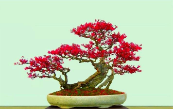 红花继木如何管理