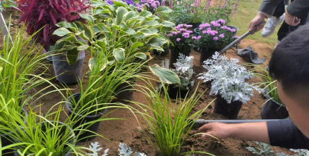 家庭养花用生根粉