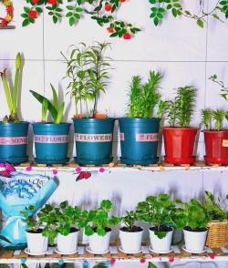 家庭养花用生根粉