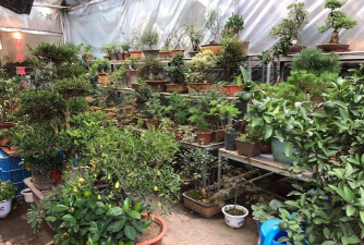 家庭养花用生根粉