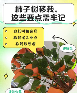柿子树的管理方法有哪些?柿子树的栽培管理种植技术