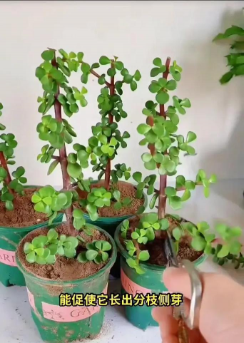 家庭养花用生根粉