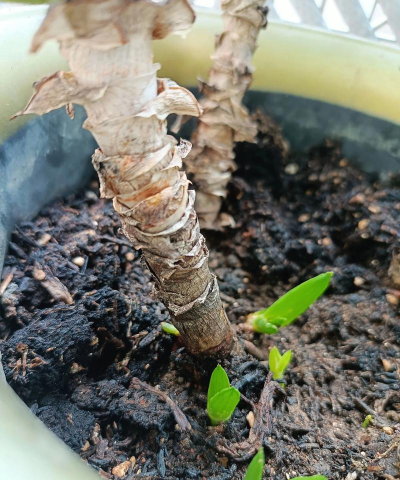 家庭养花用生根粉