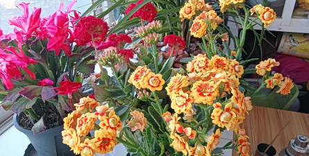 家庭养花用生根粉