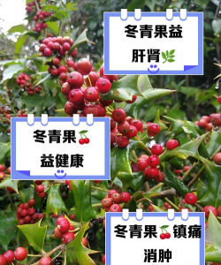 冬青树的果子怎么吃