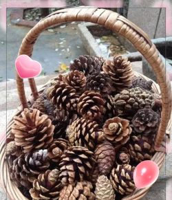 松球松树皮养花