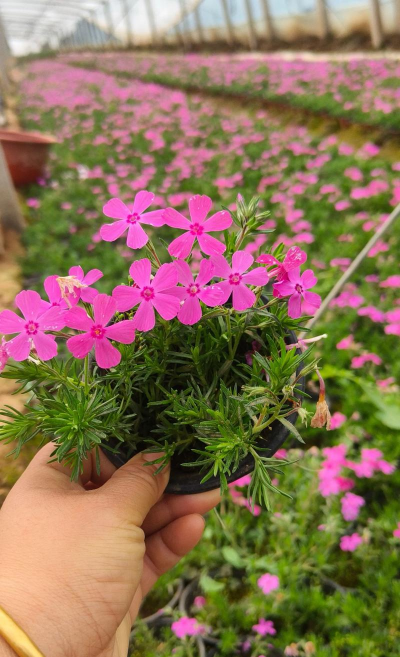 丛生福禄考怎么样