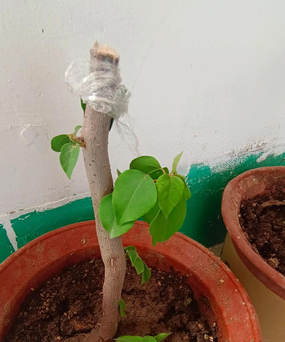 家庭养花用生根粉