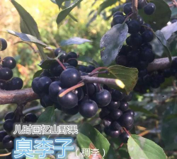 稠李树苗如何培育