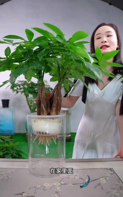 家庭养花用生根粉