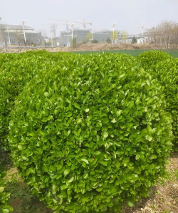 卫矛属于什么灌木