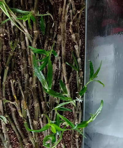 石斛兰花包受冻怎么办