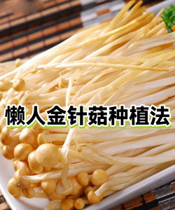 无土栽培技术，突破土壤限制，开启高效种植新篇章