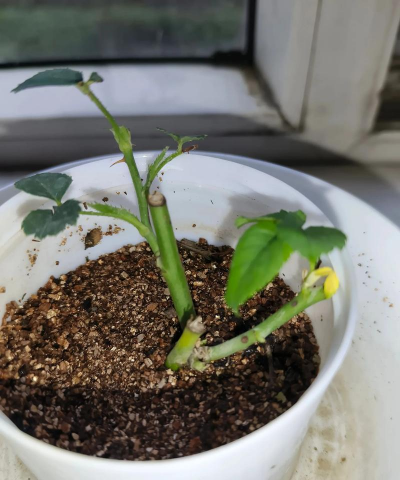 家庭养花用生根粉