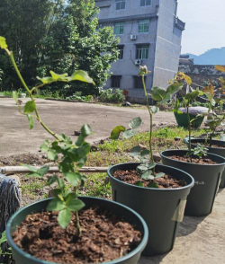 家庭养花用生根粉