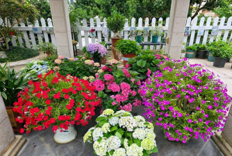 家庭养花用生根粉