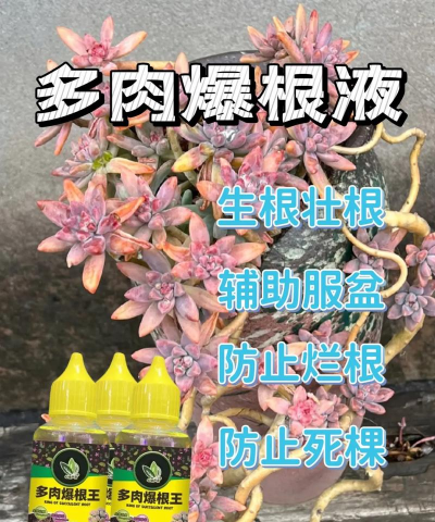 家庭养花用生根粉