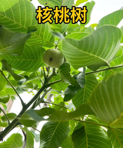 核桃树_核桃树栽培技术_产地分布_核桃树的园林观赏用途