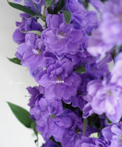 肯尼亚养花技巧