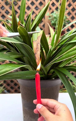 家庭养花用生根粉