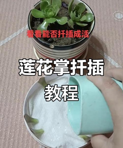 大叶莲花掌怎么叶插