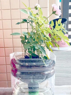 家庭养花用生根粉