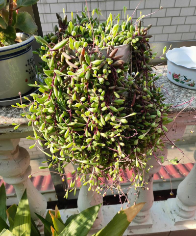 家庭养花用生根粉