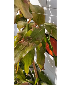 家庭养花用生根粉