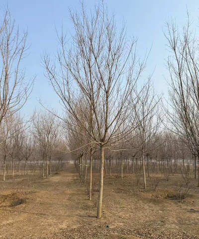 五角枫产地_五角枫的产地是在哪里