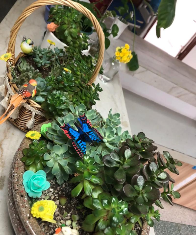 家庭养花用生根粉