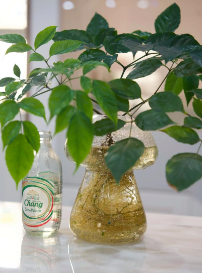 家庭养花用生根粉