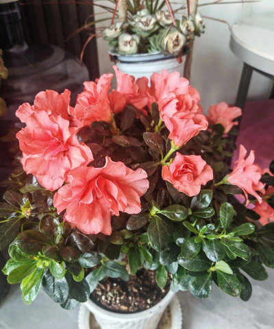 家庭养花用生根粉