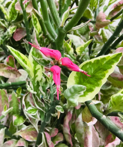 家庭养花用生根粉