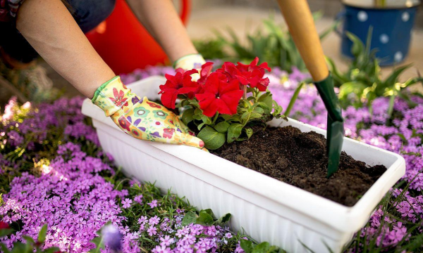 家庭养花用生根粉