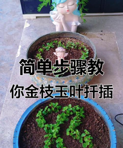 金枝玉叶怎么插枝繁殖