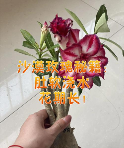 沙玫肚子软了怎么办